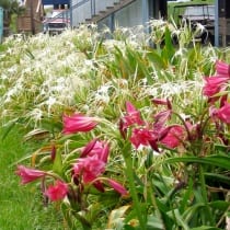 Pink Crinums and White Spider Lilies