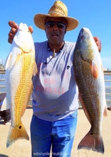 Charles Williams of Rollover Pass took these nice slot reds he caught on finger mullet