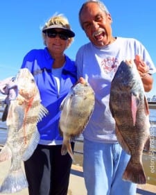 Fishin Pals Terrie and Stan of Colorado and Hawaii took these drum and sheepshead on shrimp