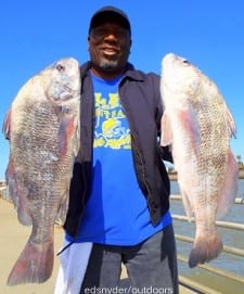 Houston angler Calvin Smith took these nice drum while fishing shrimp