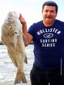 Houston angler Carlos Venezas caught and released this HUGE 36inch bull drum he took on shrimp