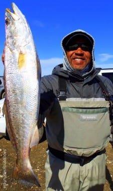 Houston angler Marion Jones wade-fished Rollover Bay with finger mullet to catch this really nice speckled trout