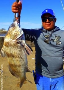 Houston angler Mellan Miquel took this nice 28inch drum on crab