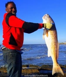 Nawlenes angler Darrell Johnson landed this HUGE 35inch tagger Bull Red while fishing shrimp