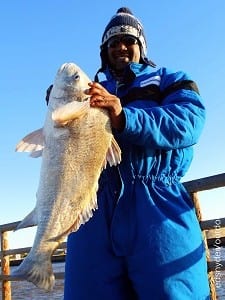 Pearland TX angler Johnny Lowrey caught this 20LB drum on shrimp then released it after photo ops