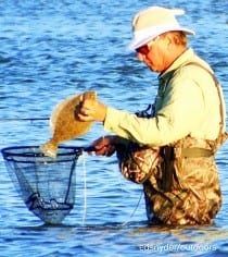 Rollover Bay wader plucking a near keeper flounder from surrounding waters