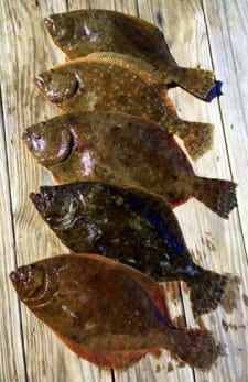 Rollover Pass angler Stuart Yates put this really nice limit of flounder on the boards while fishing berkely gulp