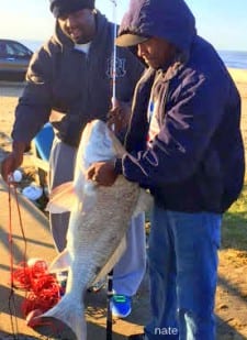 Spring TX angler Nate Carter fished shrimp to catch and release this HUGE 54inch bull drum; even though he could have kept it, Nate decided to release the big fish