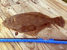 This 20.5 inch doormat flounder was caught by Stuart Yates on a chartreuse berkely gulp