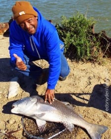 After a long struggle, angler Carl Amos finally landed this huge 38inch bull drum