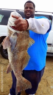 Crosby TX angler Dujuan Smith caught and released this MUY bull drum he took on shrimp
