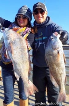 Houston anglers Lucia Galvan and Paul Chui fished Miss Nancy shrimp to fetch these nice keeper eater drum