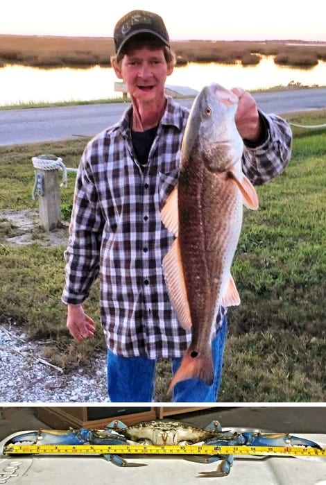 Roy Eyers of Magnolia Texas landed this nice Redfish (26 inches, 6-1/2 lbs) off the canal banks in Bolivar last week.  But first he had to haul in the bait stealer, a blue crab measuring  8" from shell tip to tip with an 18" claw spread. Both hooked on live mud minnows. 