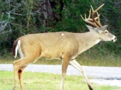 Buck Rushing to its mate BEFORE other Buck finds her- notice battle scars from previous fights