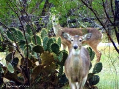 Doe and cacti go like south TX and chili