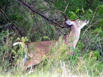 Full Blown Buck in Rut scraping his antlers for upcoming battle with other bucks
