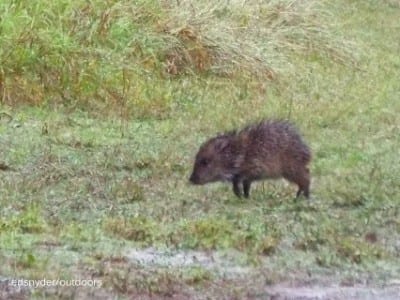 Javalina baby trying to keep up with the pack