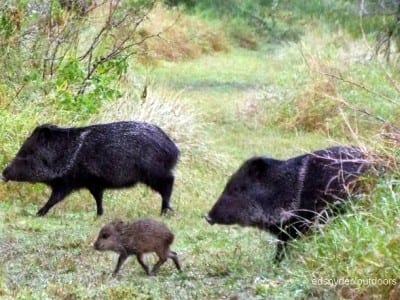 Male (boar) and Female South TX Javalina with baby