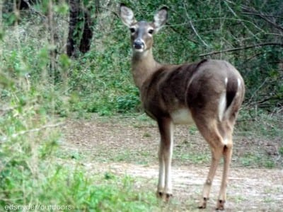 THE DOE in estress that two bucks are looking for