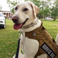 Hope, Ken Meyer's valuable service dog, will accompany him on his journey