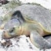 turtle_0