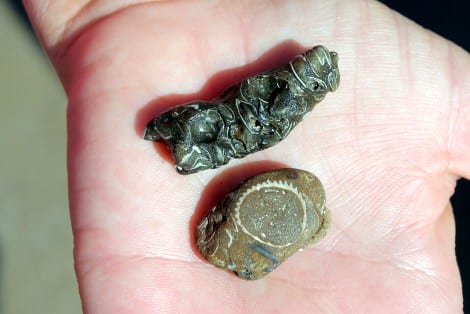 Fossilized shells embedded in rock.