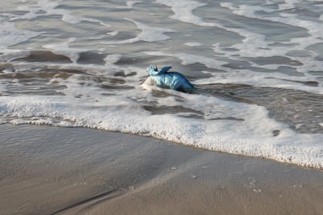 As Tracy and Margaret explained their many finds and experiences beachcombing, a little blue dinosaur emerged out of the edge of the surf. When they turned to see it, a small wave stood it up on its feet.