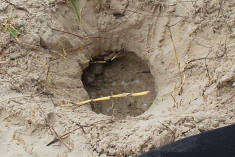 The turtle will dig a nest about 12-18 inches deep to bury her eggs.