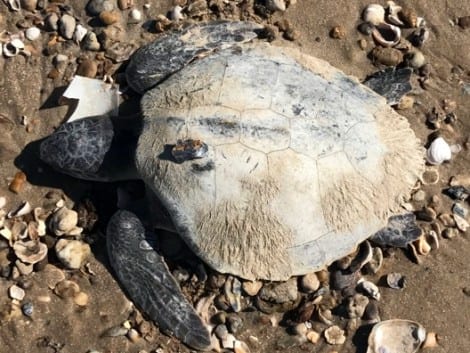 The Kemp's ridley was in poor shape when discovered on the beach