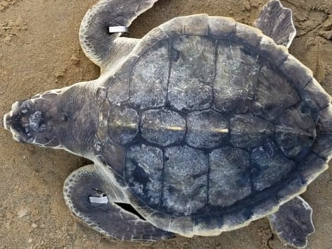 The turtle made a miraculous recovery and was cleared for release