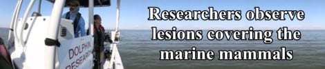 Researchers observe lesions covering the marine mammals