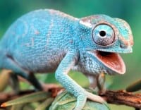 BCH-Meeting the chameleons of life