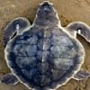 Texas Welcomes Endangered Sea Turtles