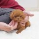 Toy Poodle  Puppies For Sale